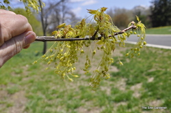 Acer saccharum — photo 4